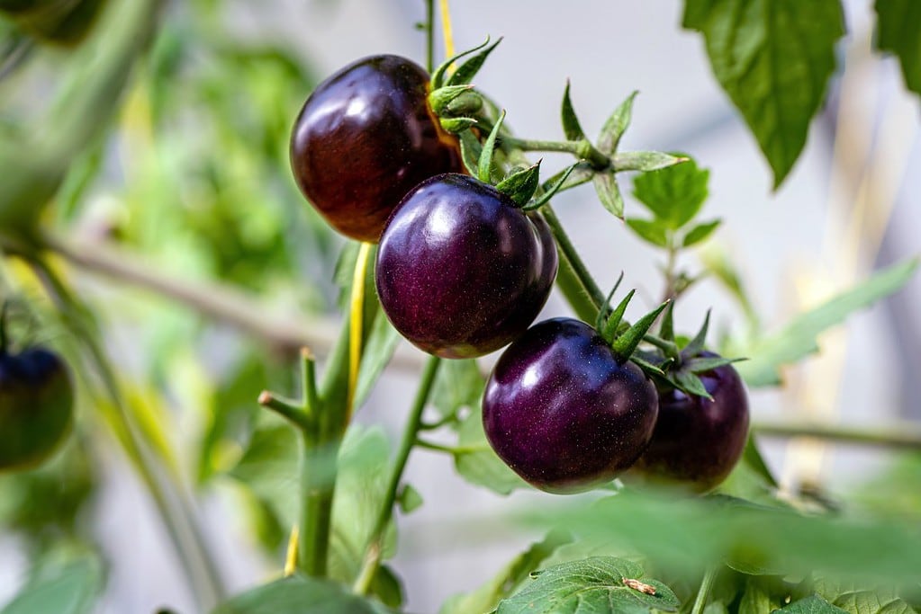 25 Purple Vegetables You Need to Try - MOON and spoon and yum
