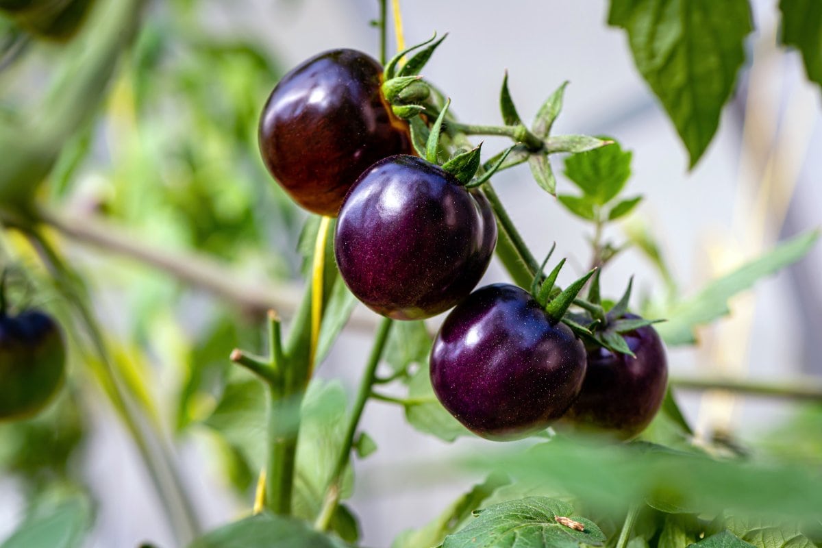 Ripe purple tomatoes growing on a vine in a greenhouse.