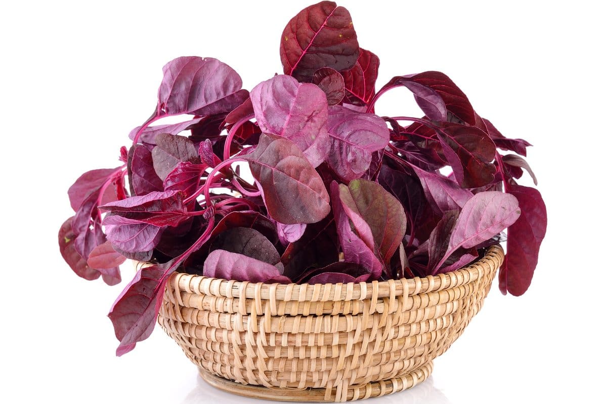 A basket with purple leaves.