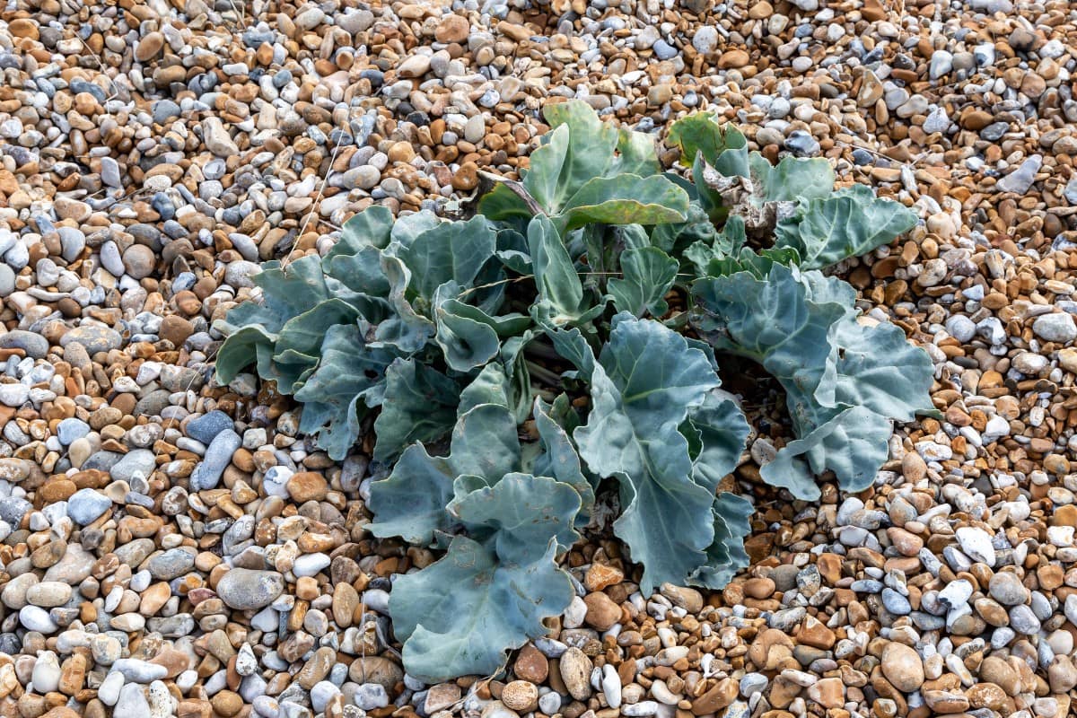 A plant growing on a pebbled beach.