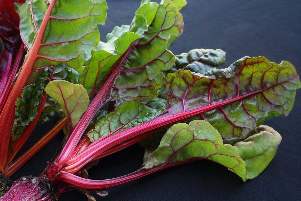 A close up of red and green swiss chard.