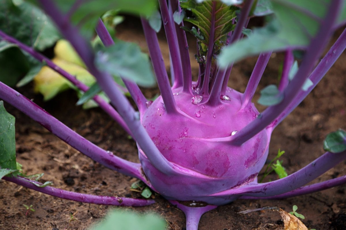 A purple turnip growing in the dirt.