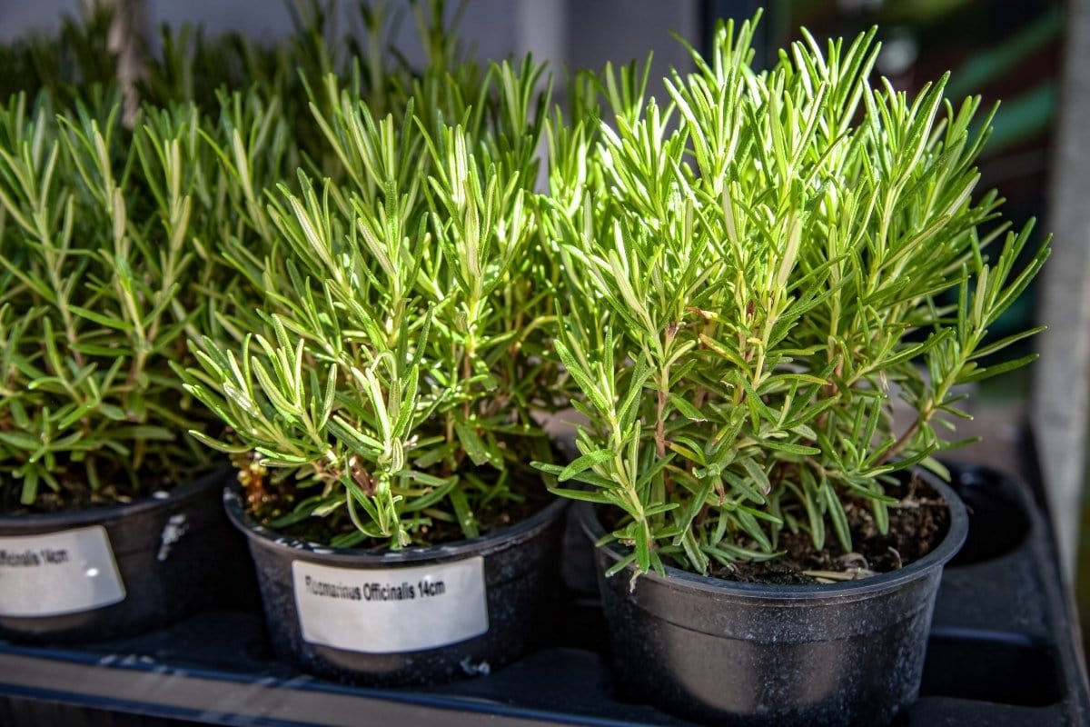A group of rosemary plants in black pots.