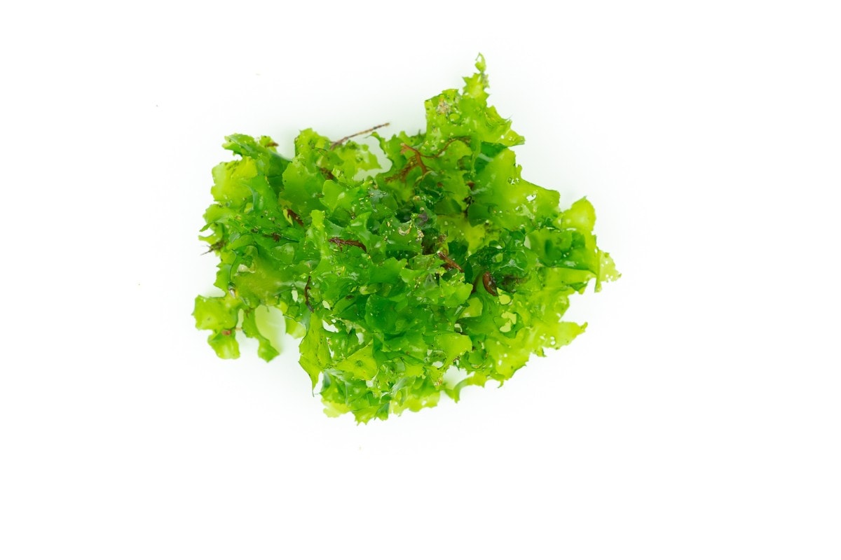 A green plant on a white background.
