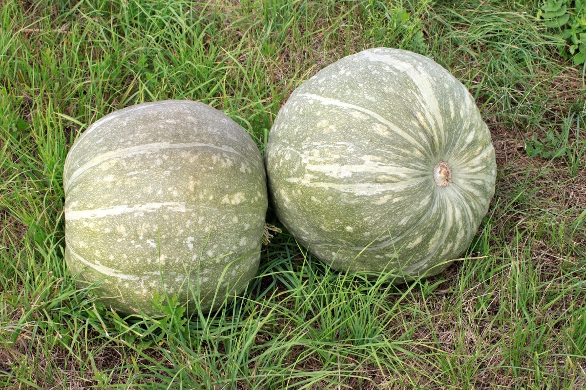 Two green gourds sitting in the grass.