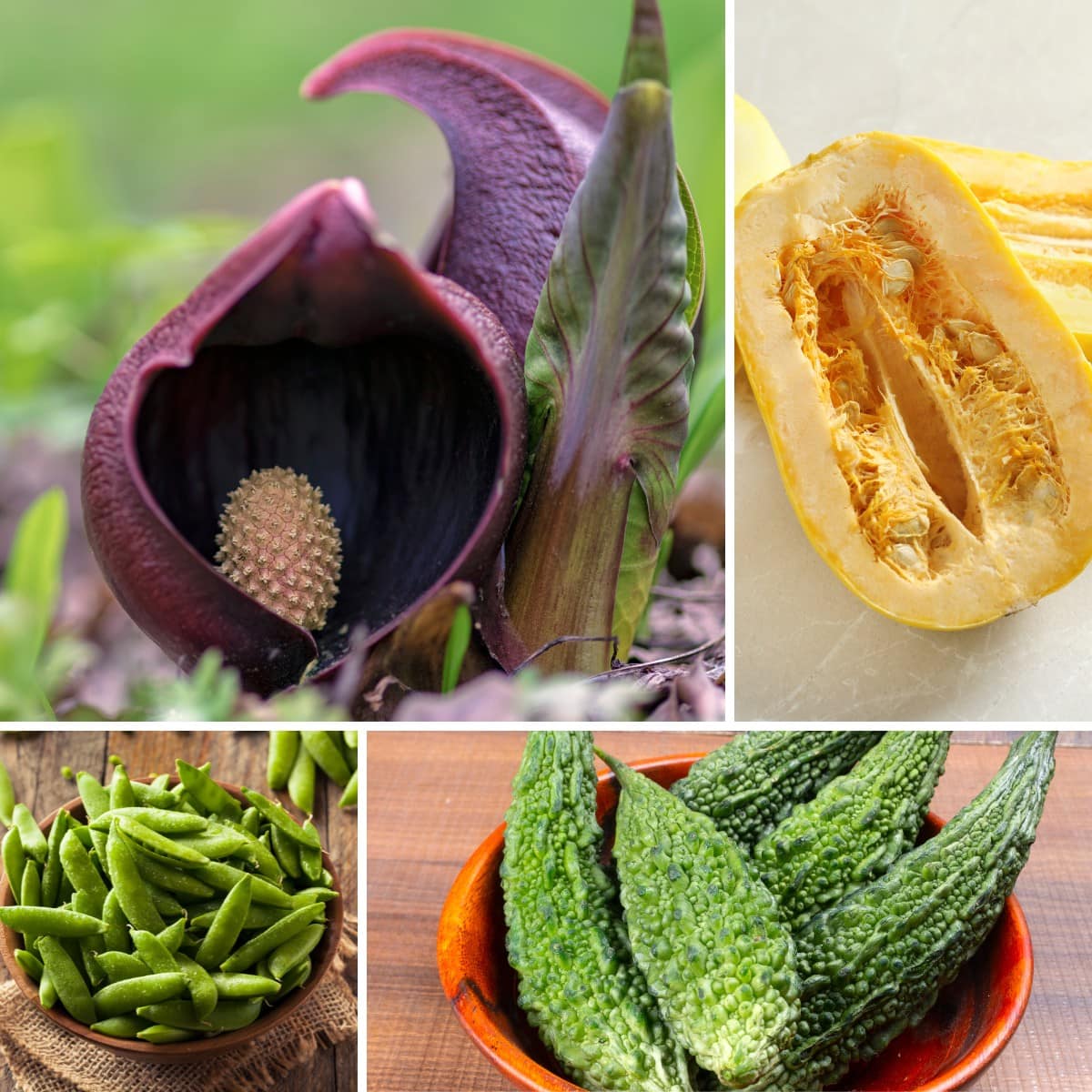 A collage of pictures showing different types of vegetables.