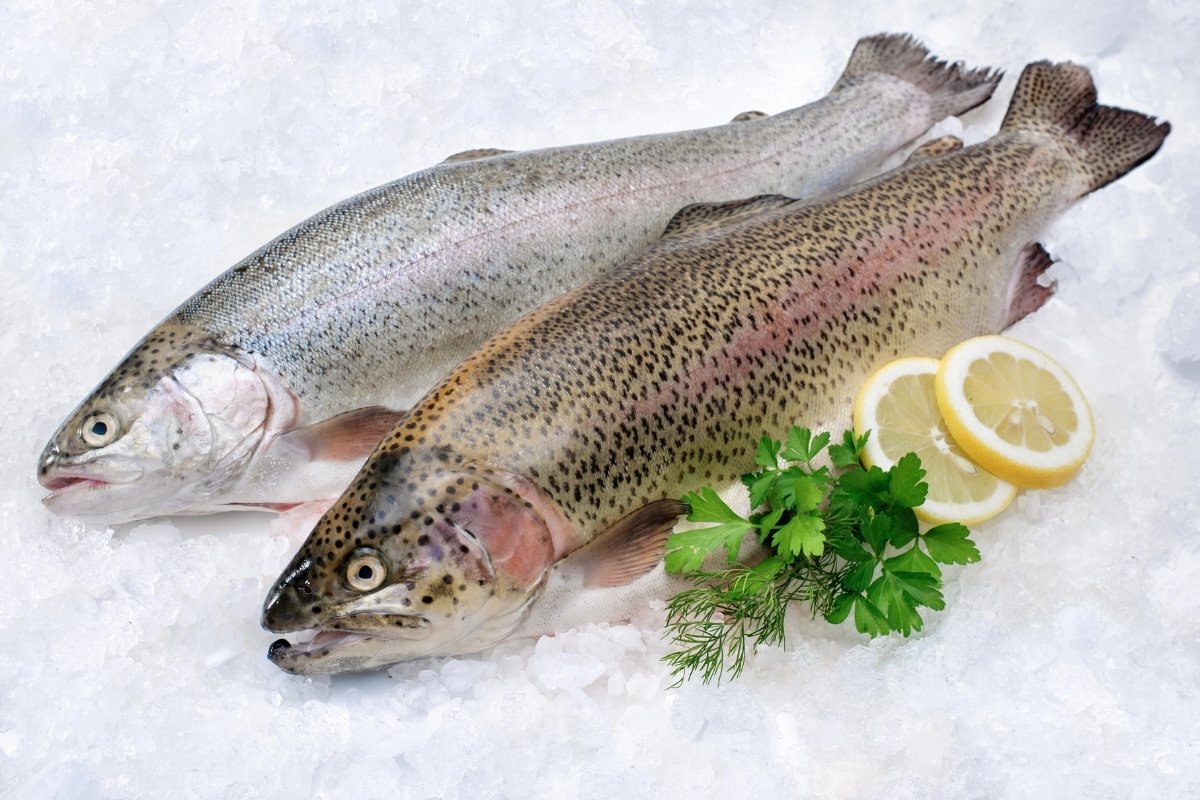 Two rainbow trout on ice with lemon slices.
