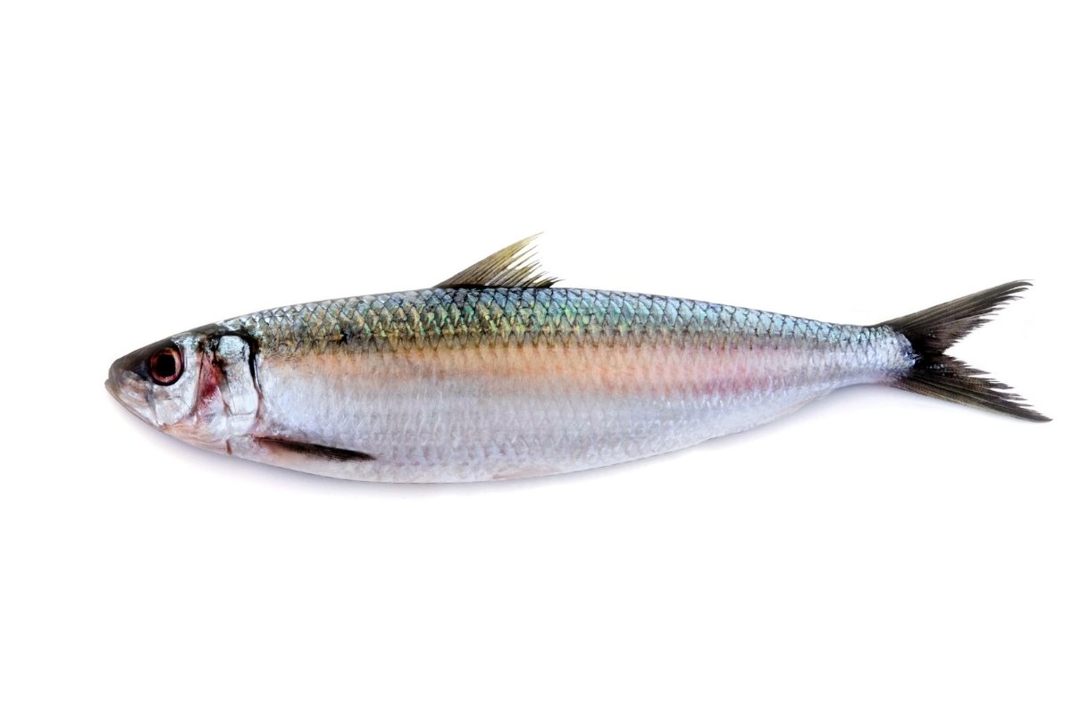 A fish on a white background.