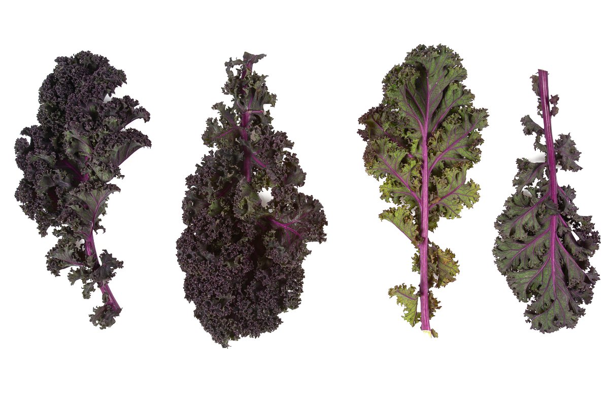 Four different types of kale on a white background.