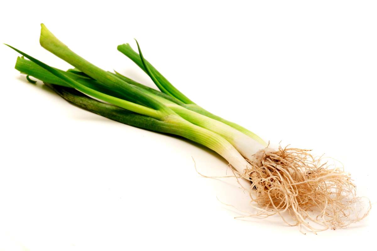 A bunch of green onions on a white background.
