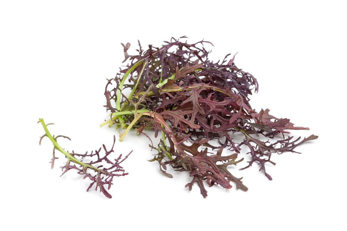 A pile of dried seaweed on a white background.